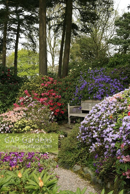 Ten varieties of Rhododendron flowering in a sheltered corner around a seat
