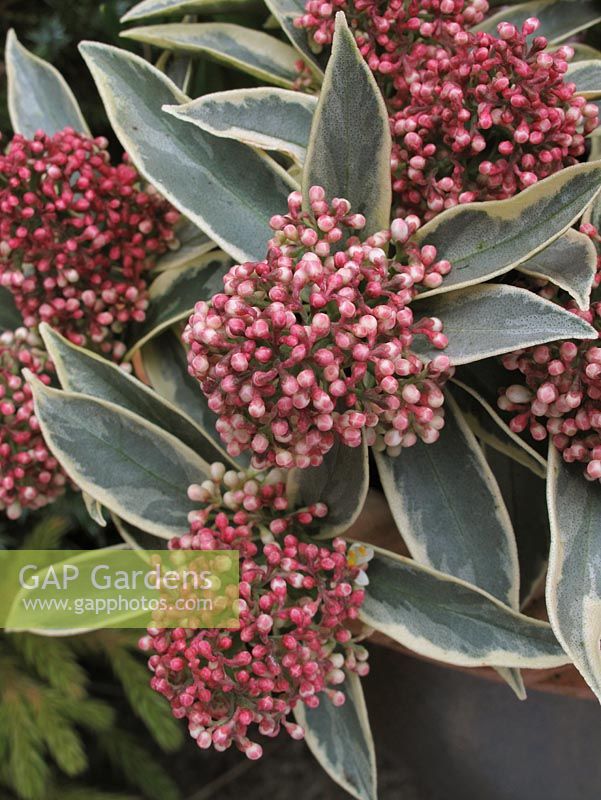 Skimmia  japonica 'Magic Marlot'- Variegated leaves and pink flower buds                 