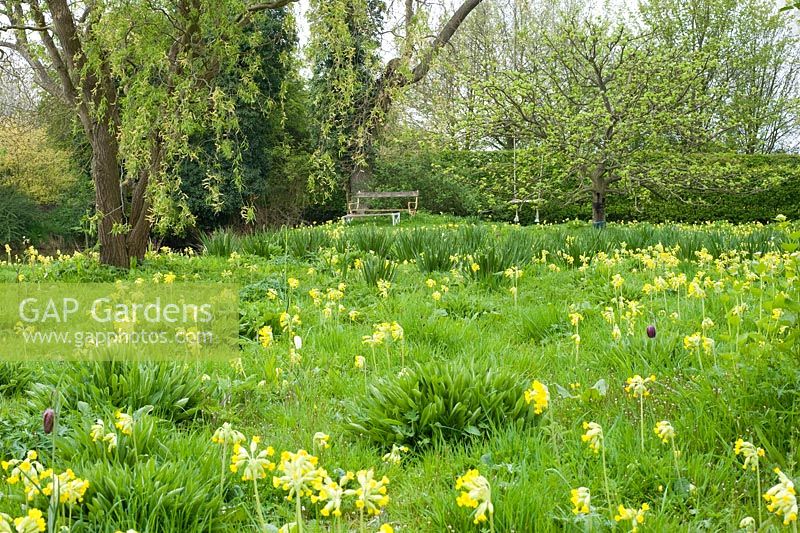 Spring meadow with drifts of Primula veris - Cowslips and Fritillaria meleagris 