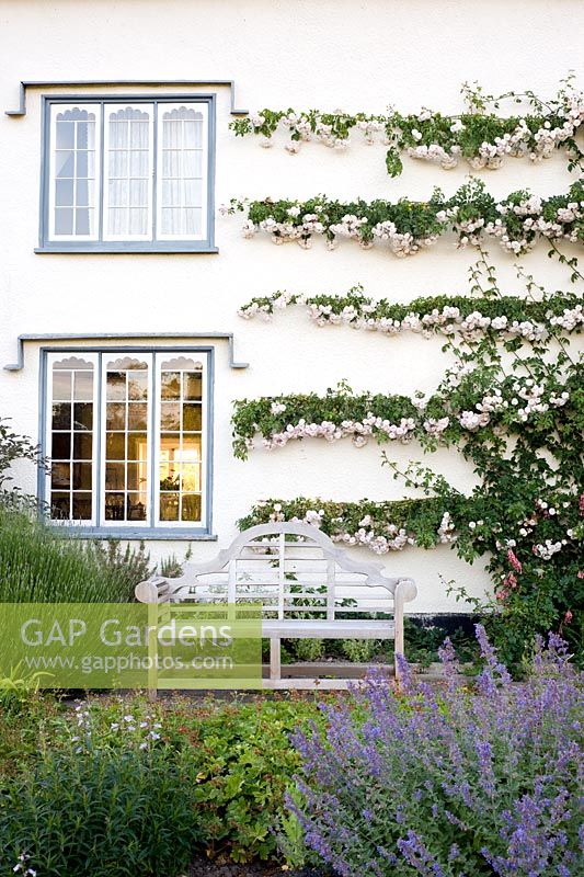 Espaliered rambling rose on wall of house