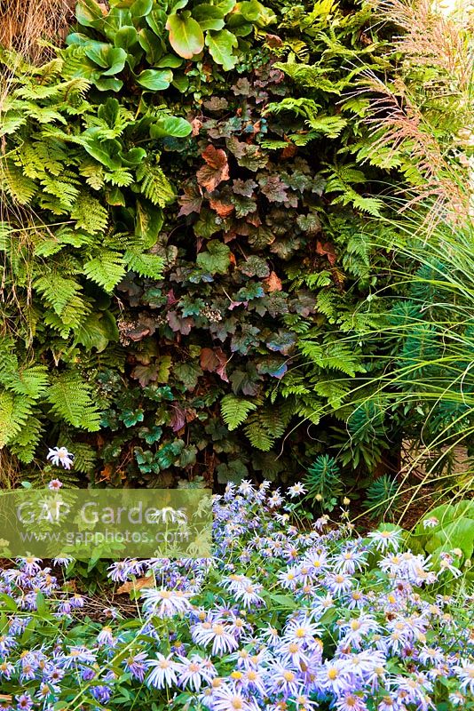 living wall with Ajuga 'Black Scallop', Polystichum polyblepharum, Carex testacea, Bergenia Cordifolia, Miscanthus sinesis, Gracillimus and Aster Monch 
