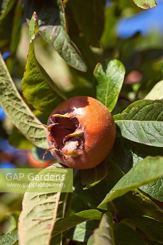 Mespilus germanica 'Macrocarpa' - Medlar