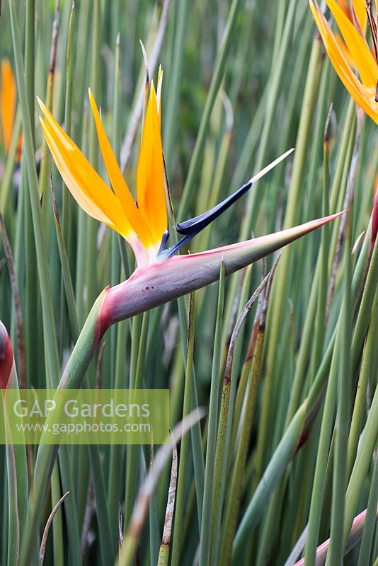 Strelitzia Juncea - Crane Flower, also known as Bird of Paradise 