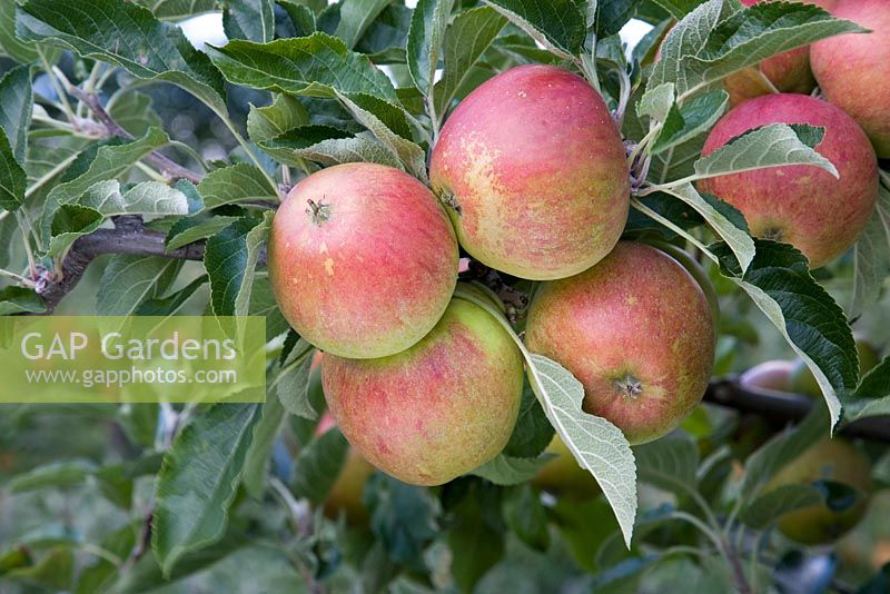 Malus domestica - Apple 'Queen Cox'