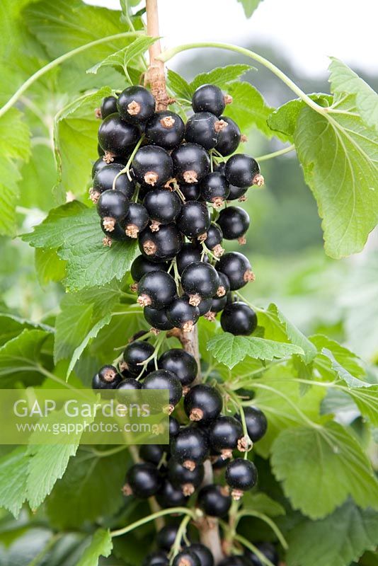 Ribes nigrum - Blackcurrant 'Ben Sarek'