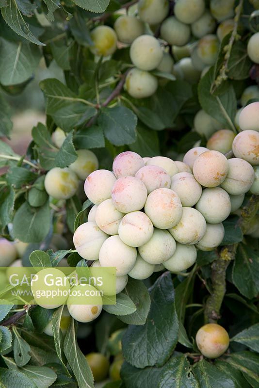 Prunus insititia - Bullace 'White Bullace'