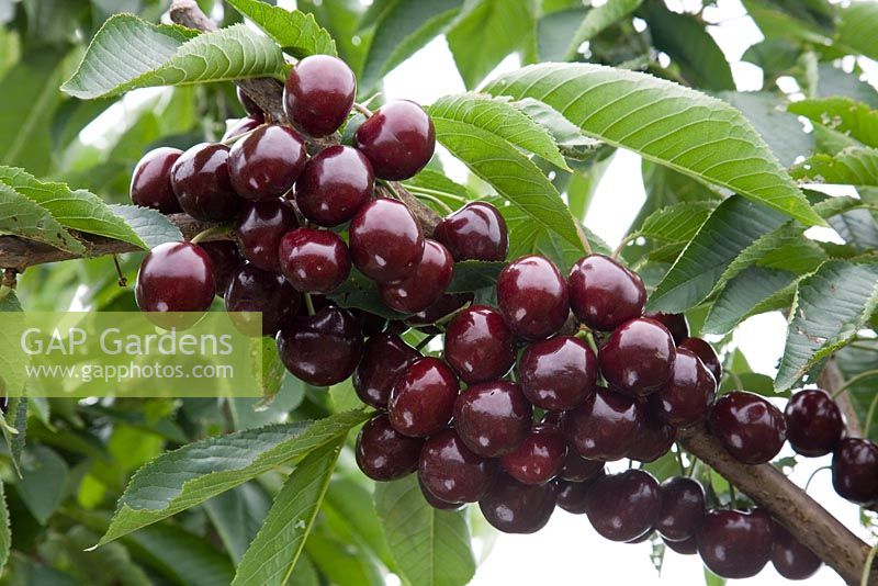 Prunus avium - Sweet Cherry 'Stella'