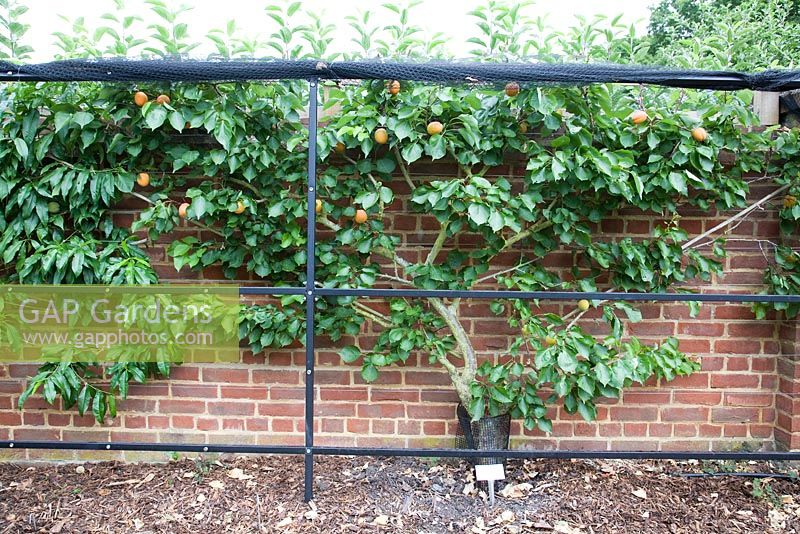 Fan Trained Apricot - Prunus armeniaca 'Flavorcot' syn. 'Bayoto'