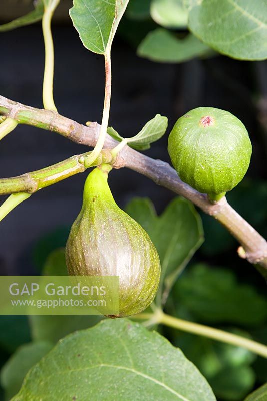 Fig - Ficus carica 'Brown Turkey'