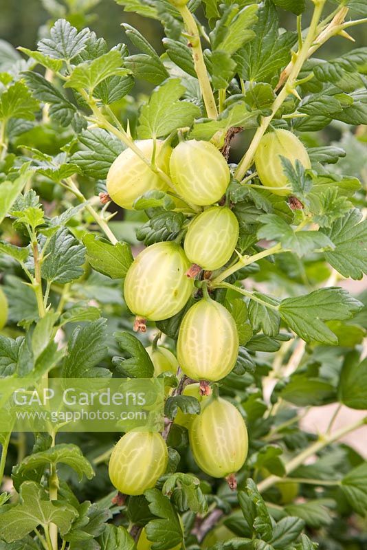 Ribes uva-crispa 'Careless' - Gooseberry 