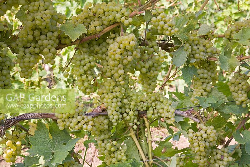 Vitis vinifera 'Reichensteiner' - Grape 