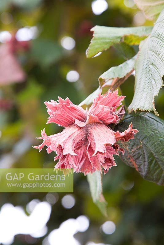 Corylus maxima 'Purpurea' - Purple Leaved Filbert  