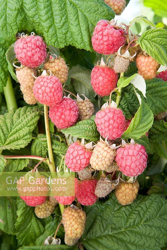  Rubus idaeus 'Malling Jewel' - Raspberry 