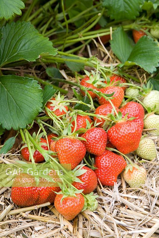 Fragaria x ananassa - Strawberry 'Hapil'