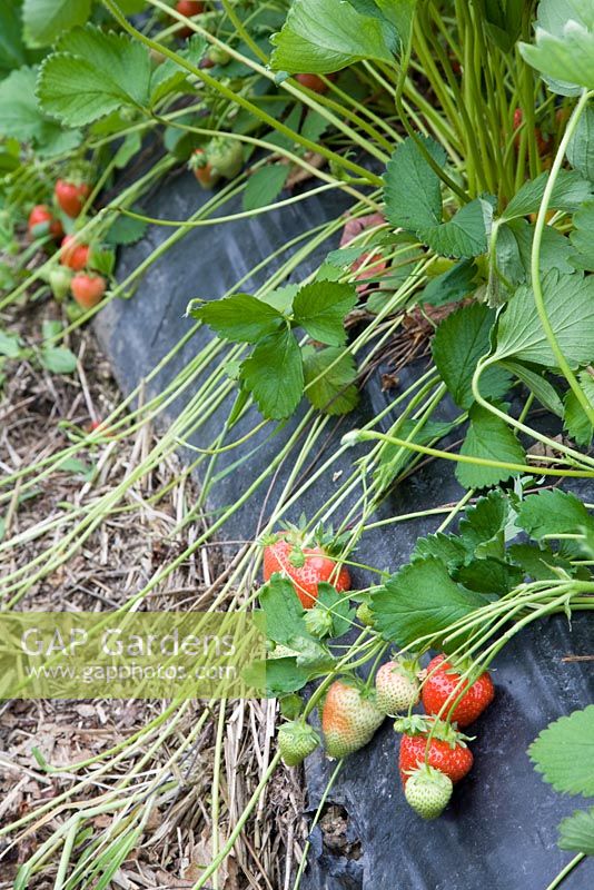 Strawberries growing on a black polythene mulch