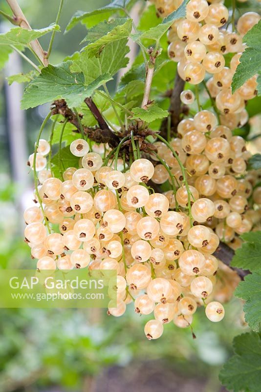 Whitecurrant - Ribes rubrum 'White Grape'