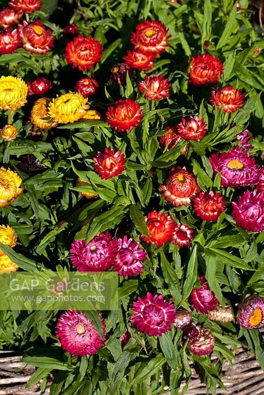 Helichrysum Bracteatum Monstrosum - Paper Daisy - Strawflower - in a border with woven willow edging 