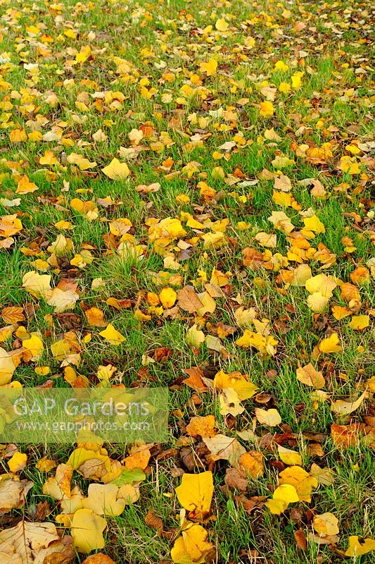 Fallen Leaves on grass