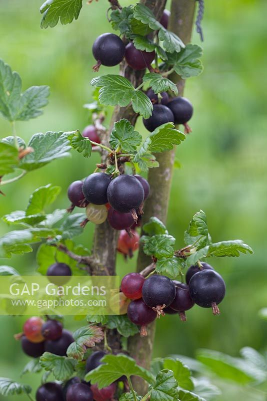 Ribes uva-crispa - Gooseberry 'Black Velvet'
