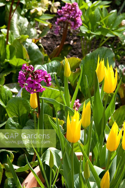 Bergenia 'Eroica' with Tulipa 'West Point'