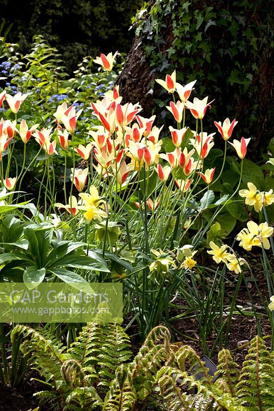 Dryopteris dilatata 'Crispa Whiteside' with species Tulipa and Narcissus - Priory House 
 