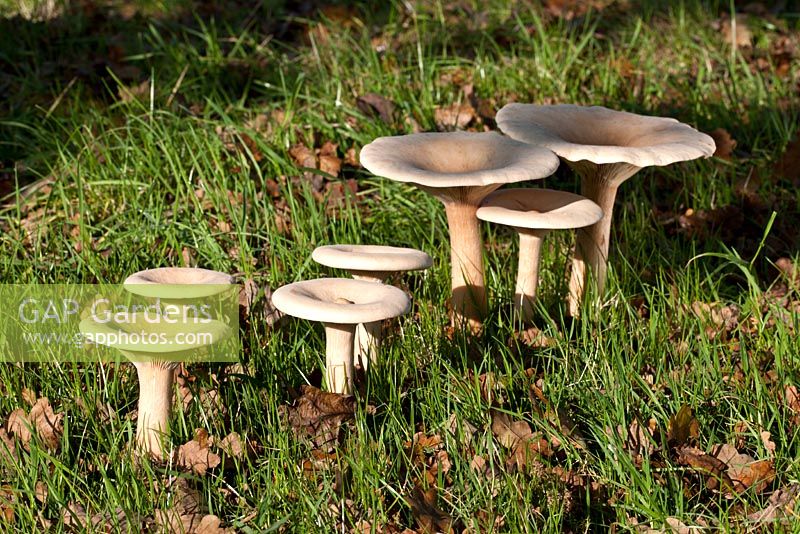 Clitocybe geotropa - Habitat, open deciduous or mixed woodland or grassy clearings. Edible - good.  Kent, November.