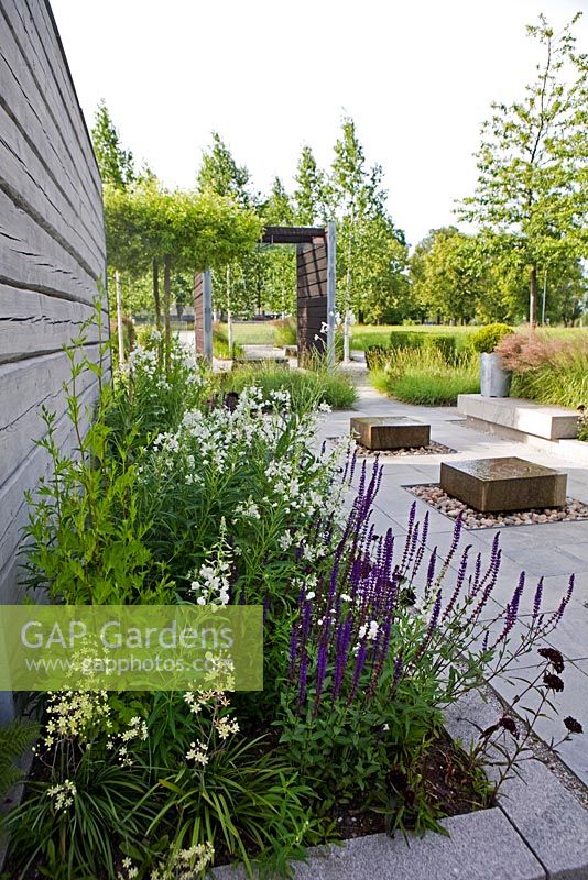 Border in modern garden of Zigadenus elegans, Salvia nemorosa 'Caradonna', Chamerion angustifolium 'Album' 
