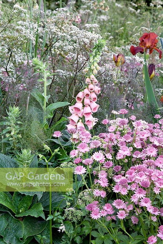 Digitalis x mertonensis with Astrantia 'Roma' and Anthriscus sylvestris  - The Laurent-Perrier Garden - Nature and Human Intervention - Gold Medal Winner, RHS Chelsea Flower Show 2011
 