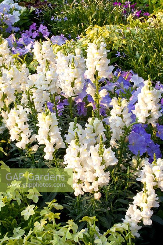 Antirrhinum majus - Snapdragons with Nicotiana