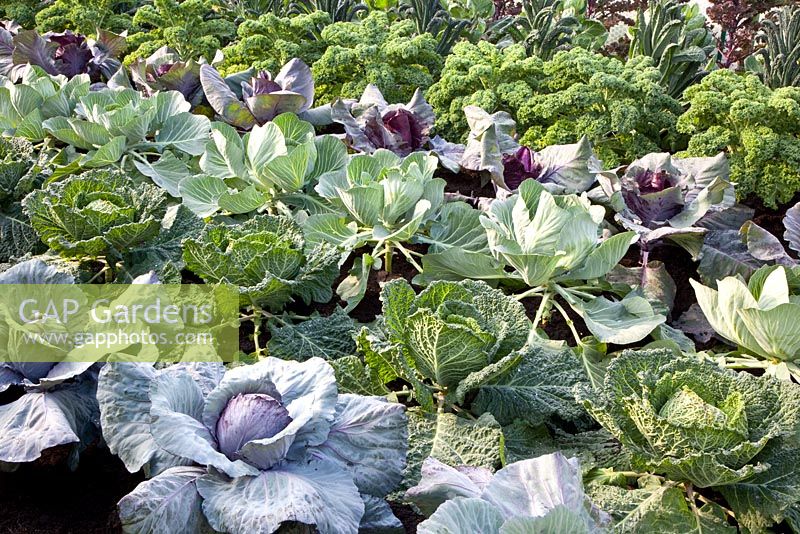 Vegetable garden full of cabbages