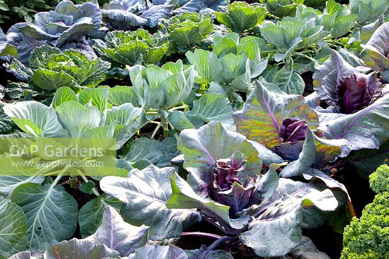 Brassica oleracea - Cabbages 'Kalibos', 'Serpentine' and 'Brigadier'