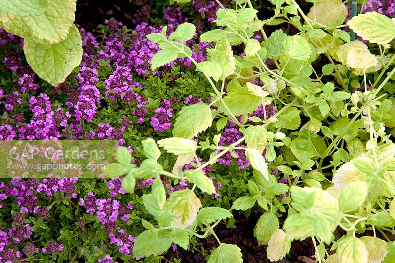 Thymus - Thyme 'Russetings' with Melissa officinalis - Golden Lemon Balm 