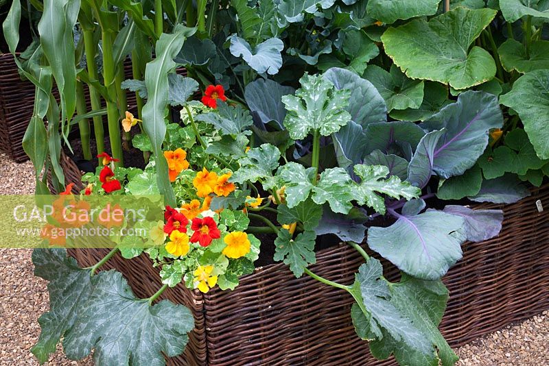 Vegetables including Cabbage, Sweetcorn, Courgette and Tropaeolum - Nasturtium planted in a woven willow container - 'The Burgon and Ball 5 a day Garden' - RHS Hampton Court Flower Show 2011