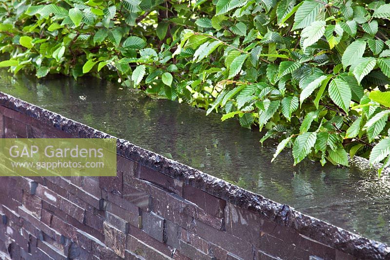 A wet slate stone wall with Carpinus hedge 