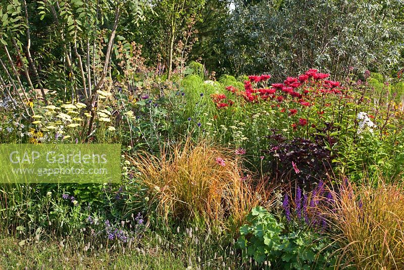 Grasses and herbaceous perennials in mixed summer border 