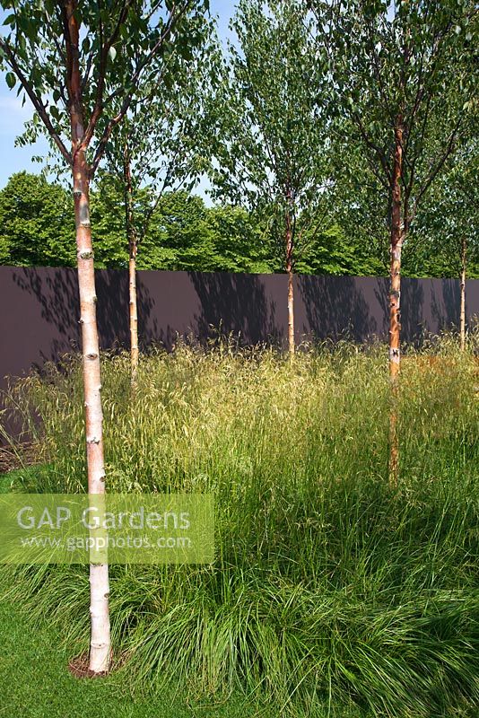 Betula albosinensis underplanted with Deschampsia cespitoa 'Goldschleier'  - the 'I am, because of who we are' garden - RHS Hampton Court Flower Show 2011