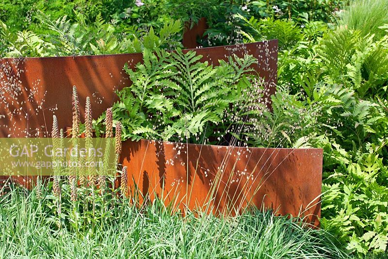 Curved corten steel structures with planting of Briza media, Onoclea sensibilis and Digitalis parviflora 'Milk Chocolate' 