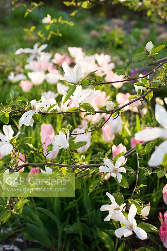 Magnolia kobus and Tulipa 'Flaming Purissima' 