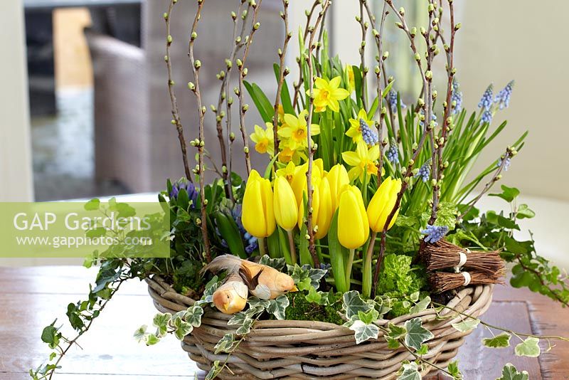 Spring arrangement in basket on dining table - Prunus - Cherry twigs, Narcissus - Daffodil 'Tete a Tete', Muscari armeniacum - Grape hyacinth, Hyacinthus, Tolmiea menziesii, Tulipa 'Strong Gold' - Tulip and yellow bird decorations
