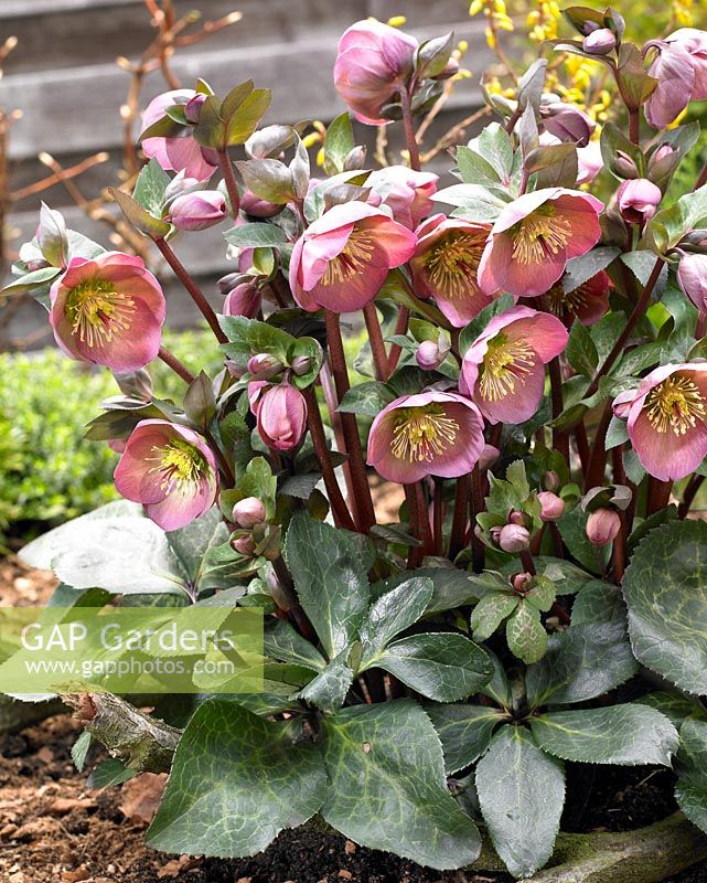 Helleborus 'Penny's Pink'