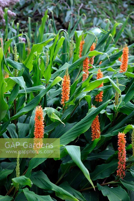 Hedychium 'Assam Orange' - Orange Ginger Lily