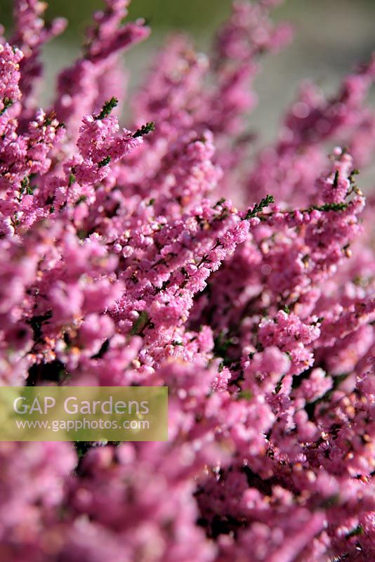 Calluna vulgaris 'Jimmy Dyce'