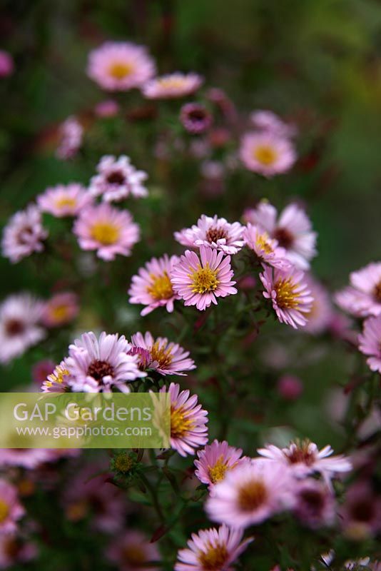 Aster 'Kylie' AGM