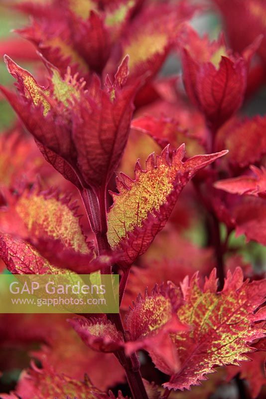 Solenostemon scutellarioides 'Henna'