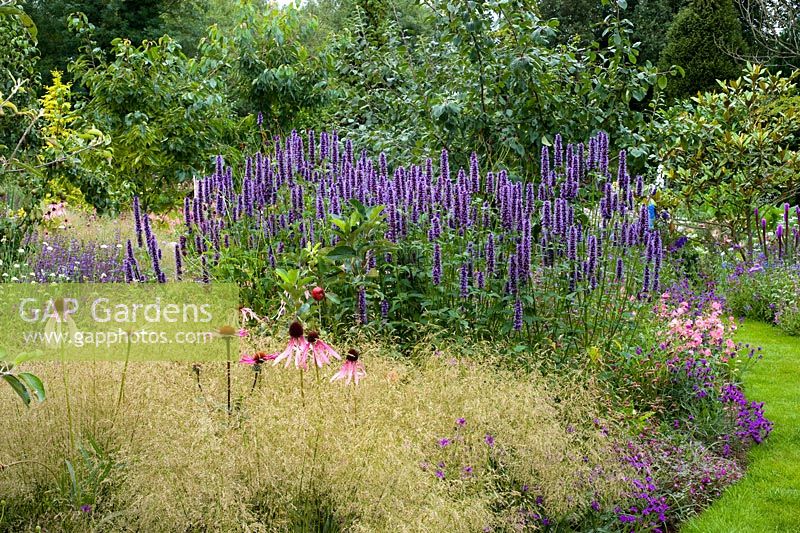 Agastache foeniculum in late summer border with Echinacea and Deschampsia - Dales Farm, NGS Norfolk