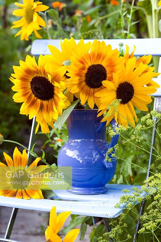 Helianthus annus - Sunflowers in blue glazed jug on blue chair