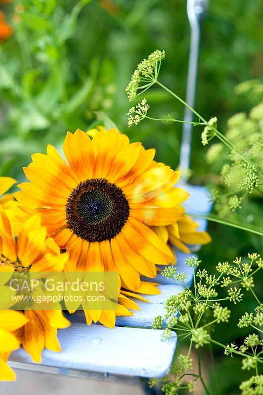 Helianthus annus - Sunflowers on blue chair