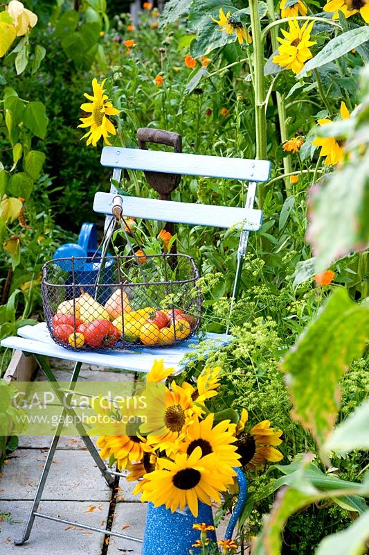 Basket of produce on blue chair with jug of Helianthus annus 