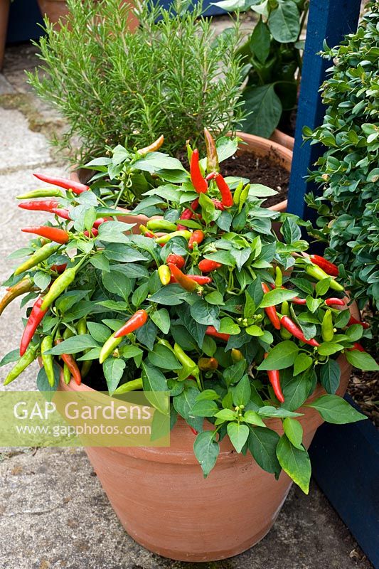 Capsicum annuum in container, Chilli pepper - Woodpeckers, Essex NGS