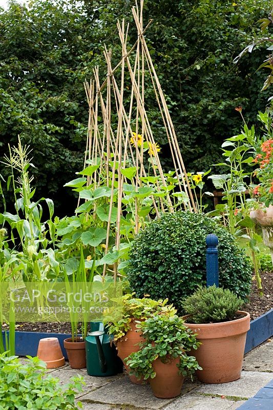 Pots of herbs in kitchen garden - Woodpeckers, Essex NGS